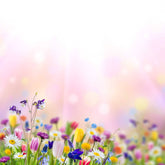 Bokeh Sunshine Wildflowers With Pink Background For Baby Backdrop Shopbackdrop